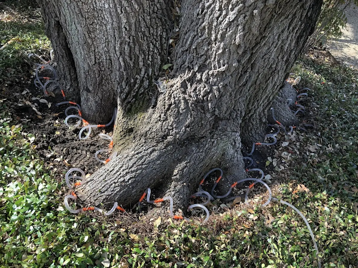 Detailed Tree Cabling and Bracing job site in Fernwood